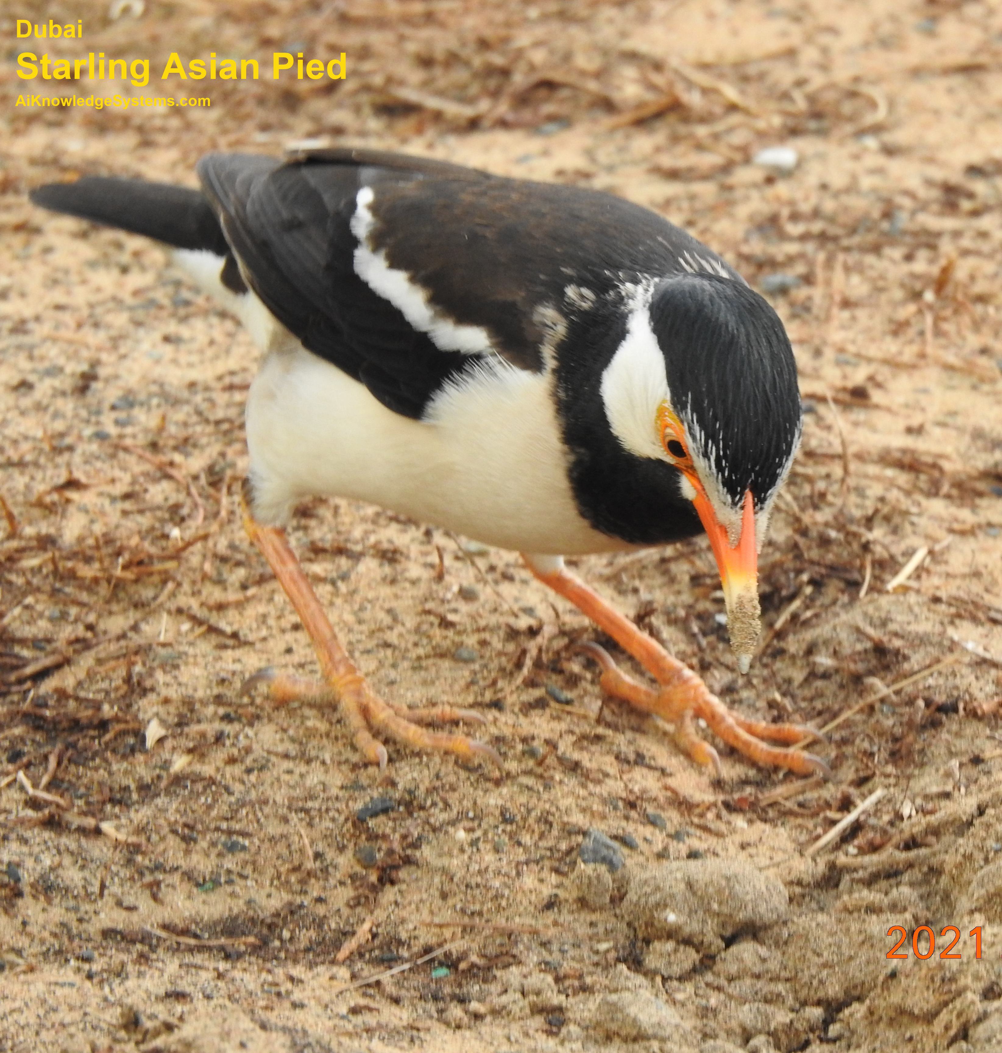 Starling Asian Pied (1) Coming Soon